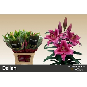 LI OT DALIAN