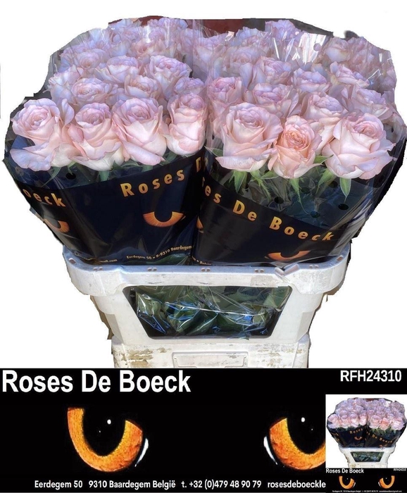 <h4>R Gr Luxury New!!</h4>