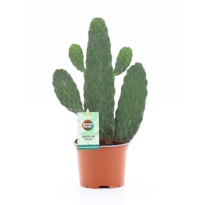 Opuntia