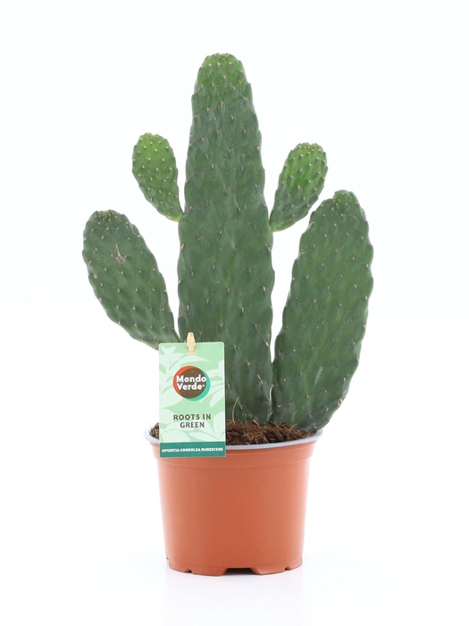 <h4>Opuntia</h4>