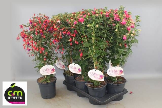 <h4>FUCHSIA OV</h4>