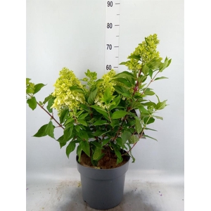 Hydrangea pan.