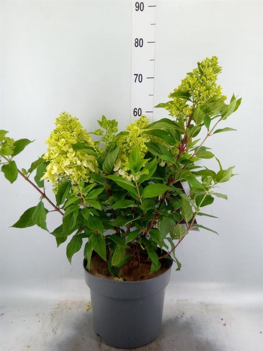 <h4>Hydrangea pan.</h4>