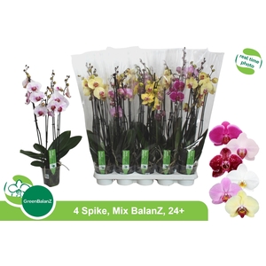 PHAL GEM