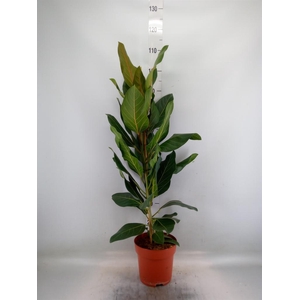 Ficus benghalensis 'Joy'