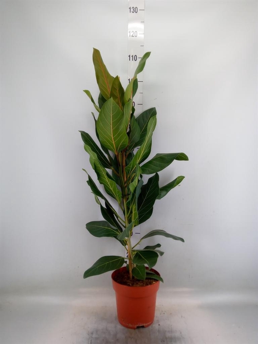 <h4>Ficus benghalensis 'Joy'</h4>