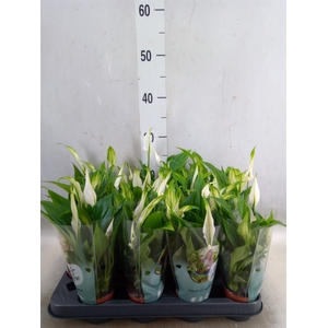 Spathiphyllum  'Pearl Cupido'