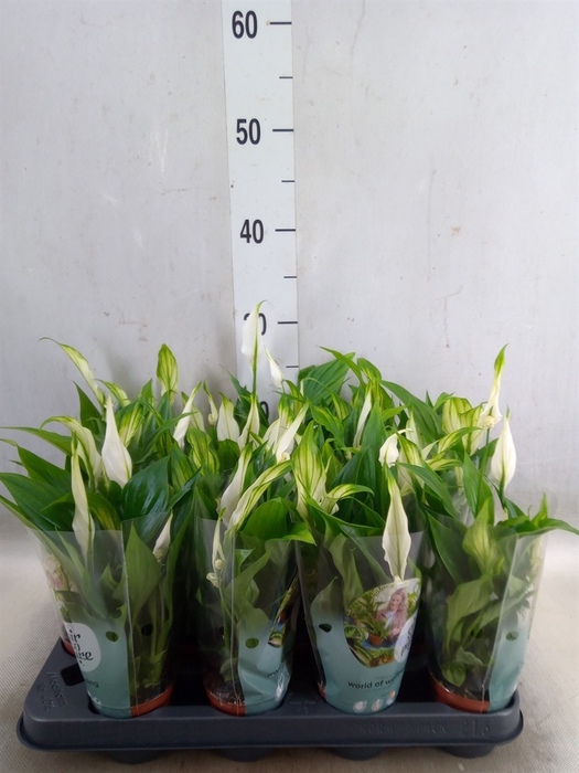 <h4>Spathiphyllum  'Pearl Cupido'</h4>