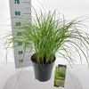 Miscanthus Adagio