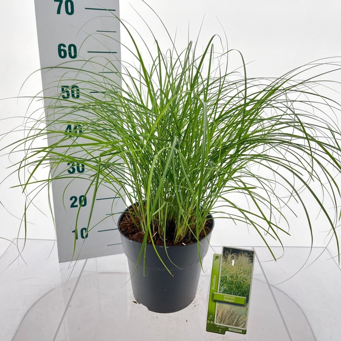 <h4>Miscanthus Adagio</h4>