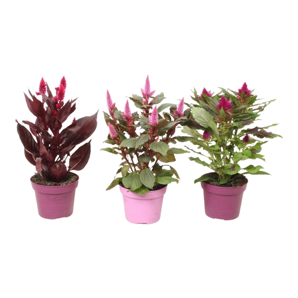 <h4>Celosia 'Magic' mix with label | Decorum</h4>