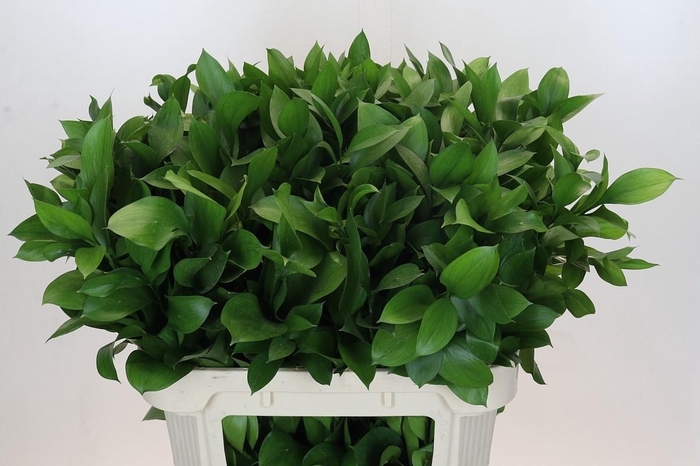 <h4>Ruscus Hypophyllum</h4>