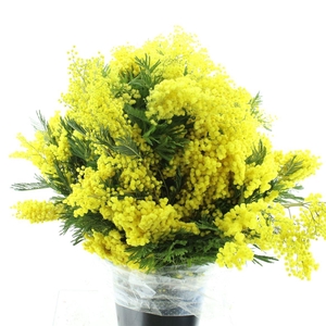 Mimosa Mirandol 400gr