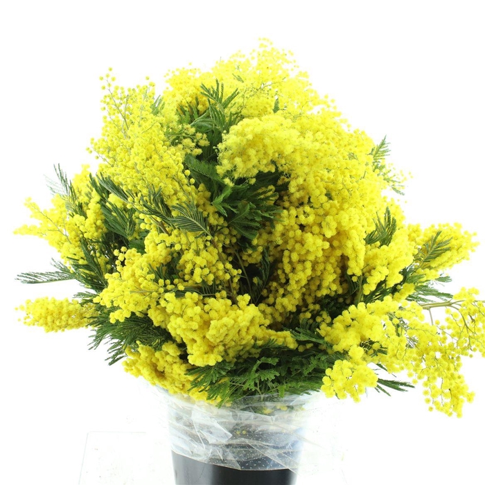 <h4>Mimosa Mirandol 400gr</h4>