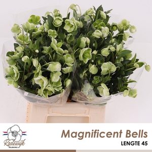 HELL  MAGNIFIC BELLS