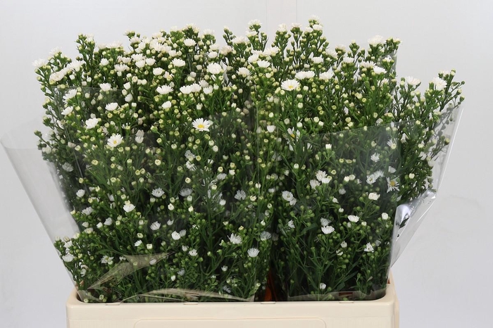 <h4>Aster Paquita</h4>