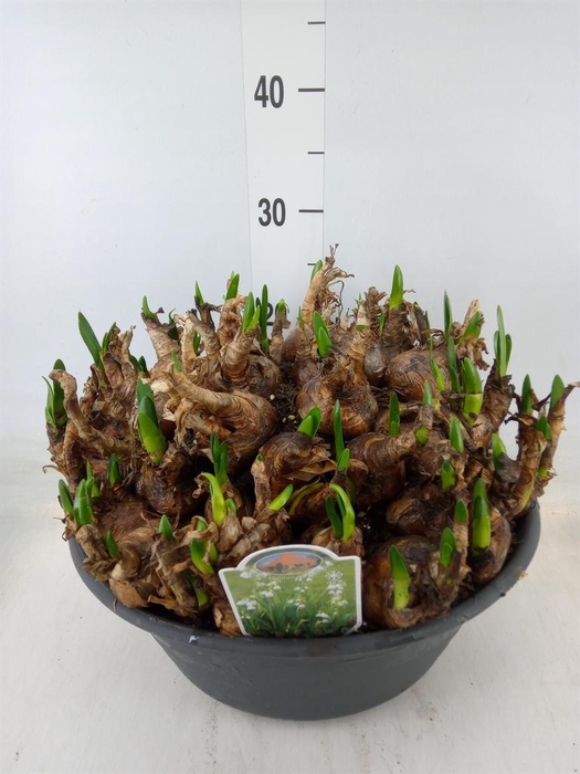 <h4>Leucojum aestivum</h4>