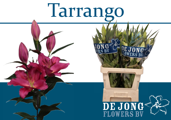 <h4>LI OR TARRANGO</h4>