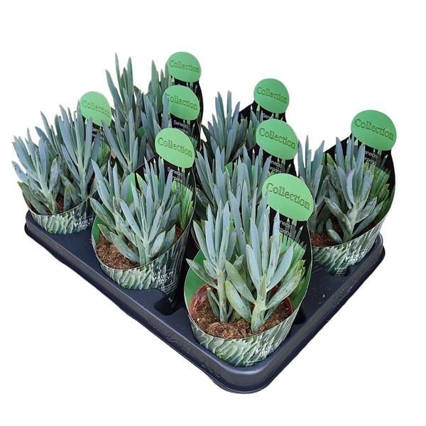 <h4>Senecio Serpens Potcover</h4>