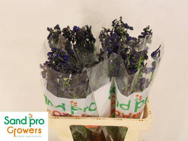 <h4>DELPH EN DONNA</h4>