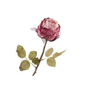 Rosa Dried Pink FL440072PNK