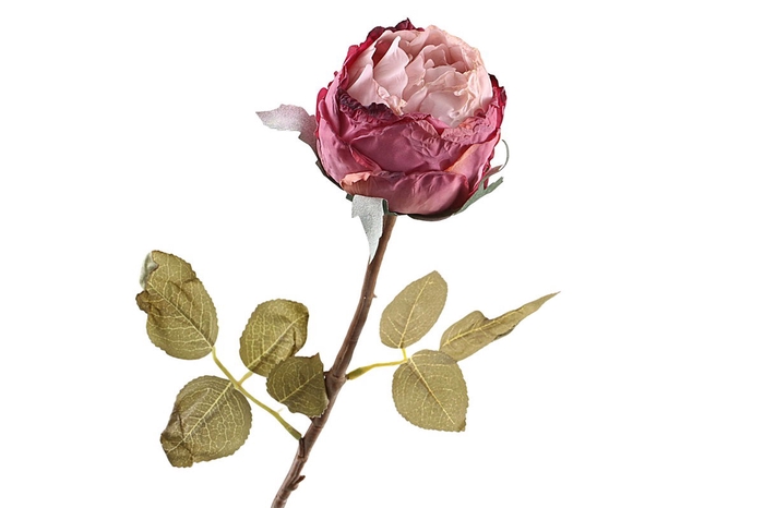 <h4>Rosa Dried Pink FL440072PNK</h4>