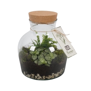 PTGB1844 Arrangement Terrarium