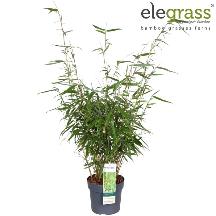 Fargesia robusta Pingwu