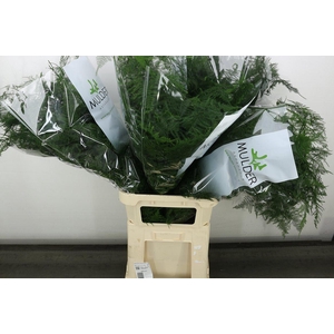 Asp Setac Long Topped