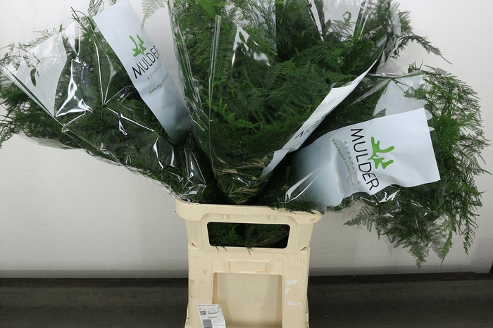 <h4>Asp Setac Long Topped</h4>