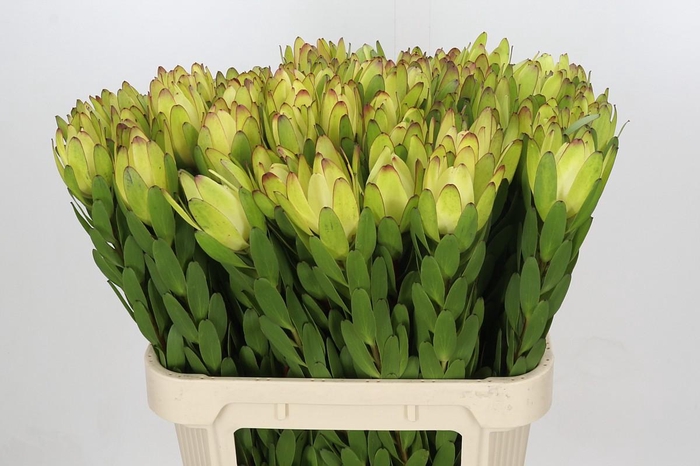 <h4>Leucadendron Goldstrike</h4>