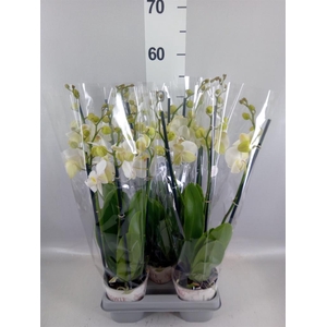 Phalaenopsis  'Ant Inverness'