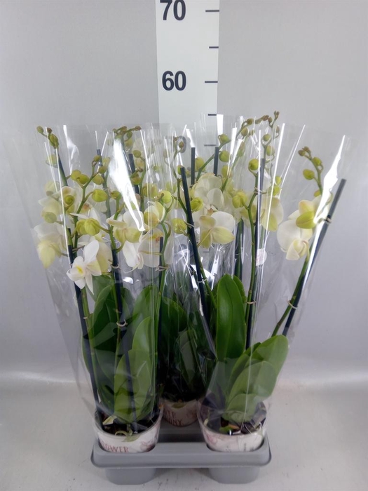 <h4>Phalaenopsis  'Ant Inverness'</h4>