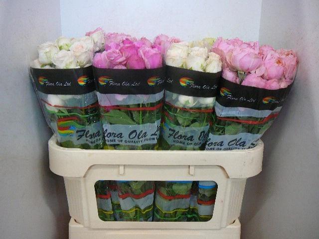 <h4>R TR GEM IN FUST</h4>