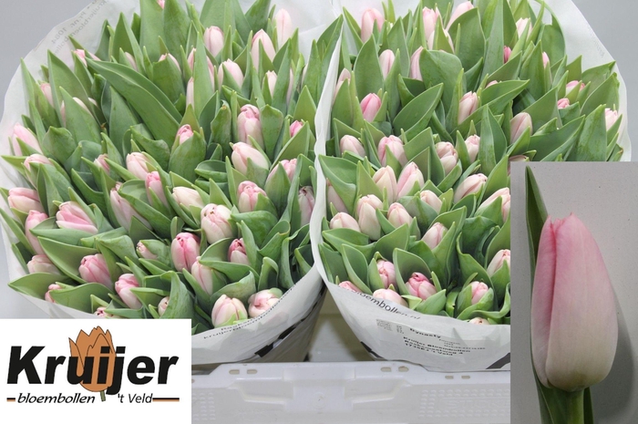 <h4>TU EN DYNASTY</h4>