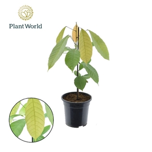 Pflanzen Cacao Theobrama