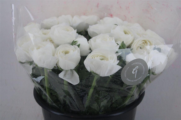 <h4>Ran Cloni Sup Cover</h4>