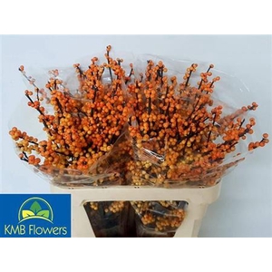 Ilex Ve Mag Cresgold 80cm