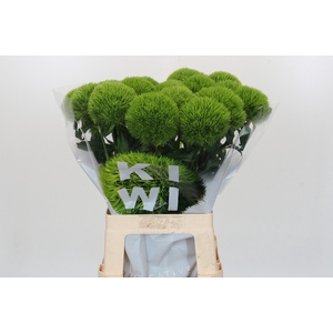 Dianthus Br Kiwi Mellow XXL