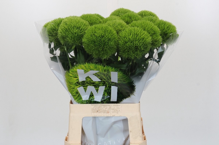 <h4>Dianthus Br Kiwi Mellow XXL</h4>