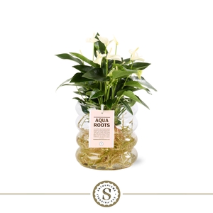 Aqua Roots Riccio glas White