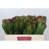 Leucadendron Goldstrike