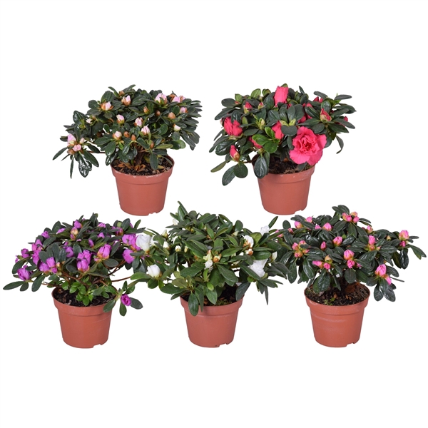 <h4>Azalea Vogel gemengd 10.5cm</h4>