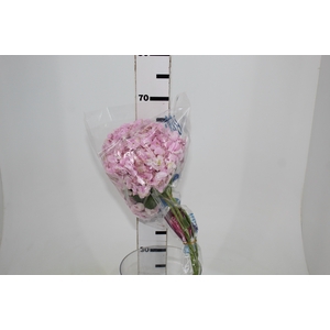 HORTENSIA FORCE 060 CM ROSA