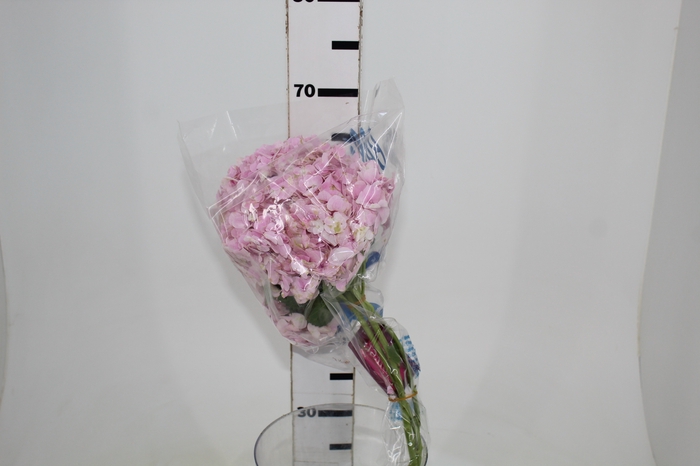 HORTENSIA FORCE 060 CM ROSA