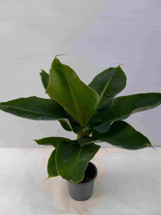 <h4>MUSA ACUMINATA P12</h4>