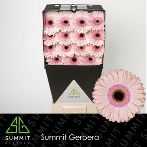 Gerbera Alliance Diamond per kaart