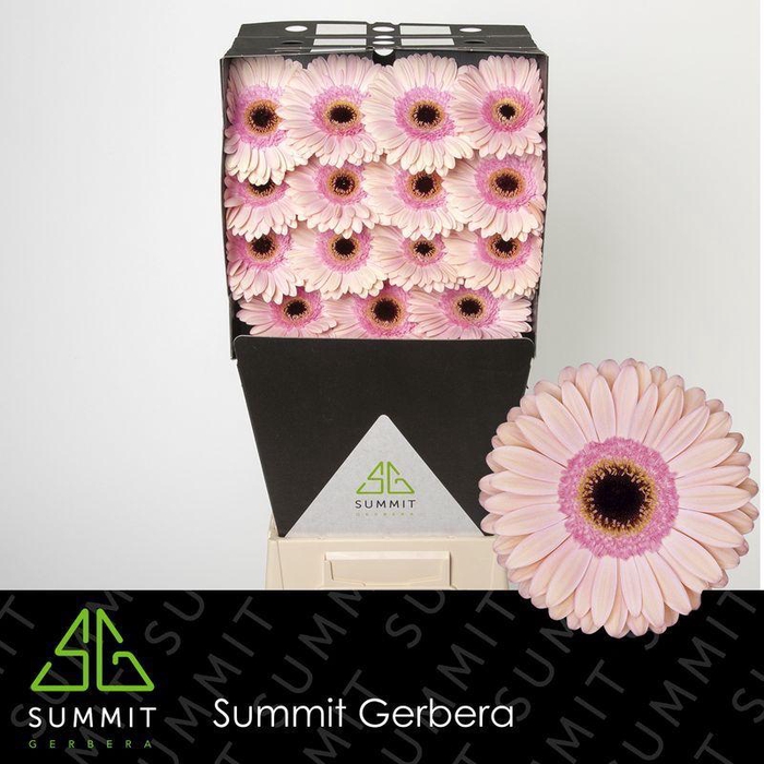 <h4>Gerbera Alliance Diamond per kaart</h4>