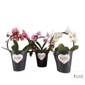 Phalaenopsis gemengd