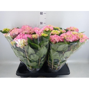 Hydrangea mac. 'Hovaria'